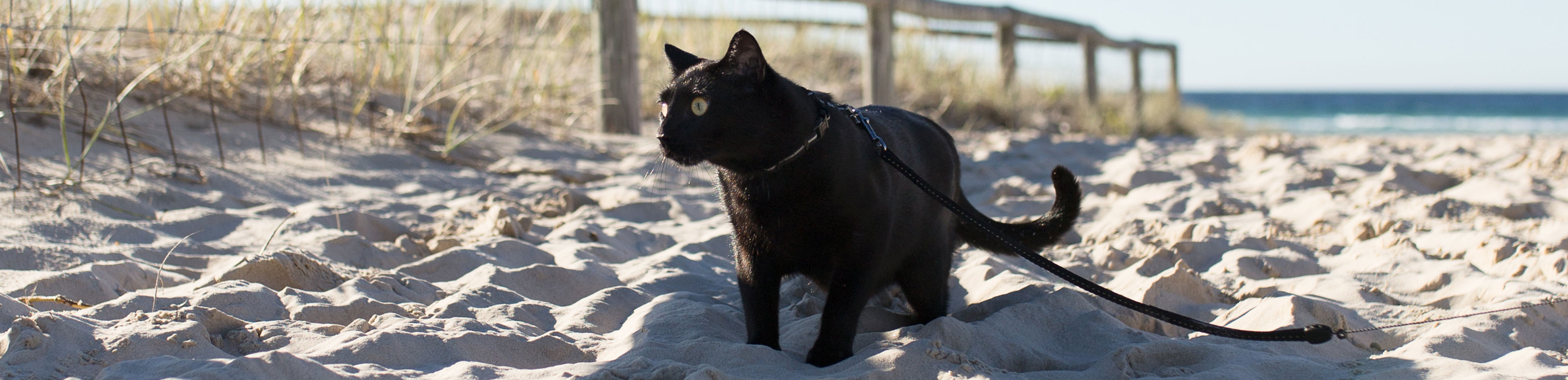 how to teach your cat to walk on a lead rspca queensland